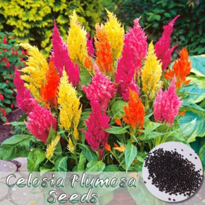 Celosia Mix Color Flower Seeds – Summer Season Garden Flowers