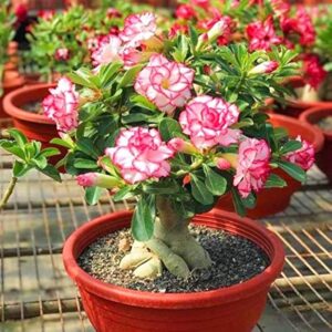 5 Premium Adenium Seeds – Desert Rose Flowering Plant