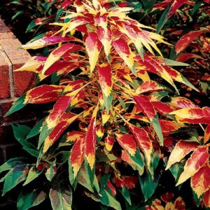 Amaranthus Tricolour Seeds – Multi Color Leaves for Home Garden