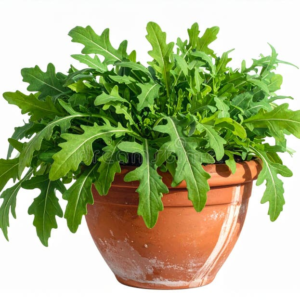 Arugula Rocket Salad Seeds – Fresh Leafy Herb Vegetable