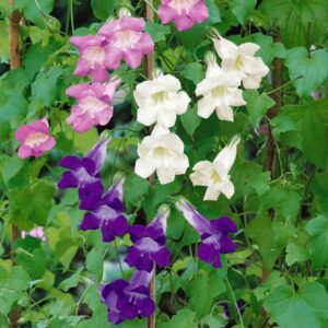 Asarina scandens Seeds – Climbing Snapdragon Creeper Vine