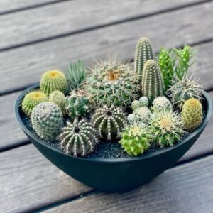 Premium Cactus Mix – Exotic Desert Plants 20 Seeds