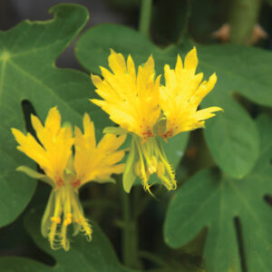 Canary Creeper Yellow Seeds – Yellow Flower Climber for Garden