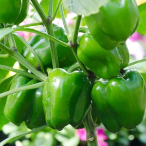 Green Bell Pepper Capsicum Seeds – Shimla Mirch Easy Grow Vegetable for Pots