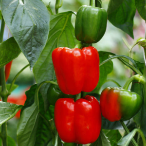 Red Bell Pepper Capsicum Seeds – Shimla Mirch Easy Grow Vegetable for Pots