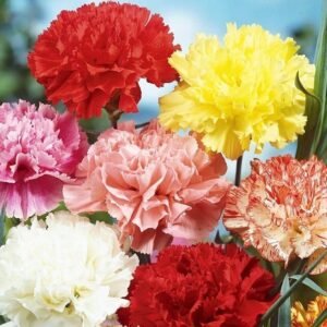 Carnation Flower Seeds – Fragrant Winter & Spring Blooms