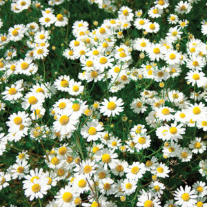 Chamomile Zloty Flower Seeds – Summer Season Golden Aromatic Garden Herb