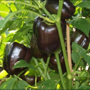 Chocolate Bell Pepper Capsicum Seeds – Shimla Mirch Easy Grow Vegetable for Pots