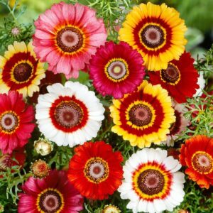 Chrysanthemum Gul-e-Daudi Flower Seeds – Colorful Winter Blooming Flowers