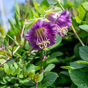 Cobaea scandens Seeds – Cup and Saucer Creeper Vine