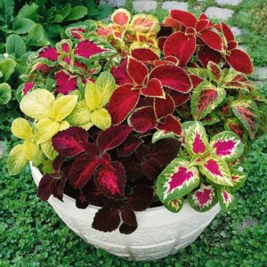 Coleus (Rainbow Mix) – Summer Season Bright & Colorful Foliage for Garden and Home