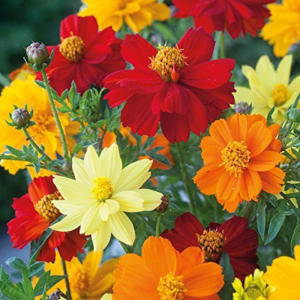 Cosmos Mix Color Flower Seeds – Easy Growing Summer Blooms for Pots & Garden Beds