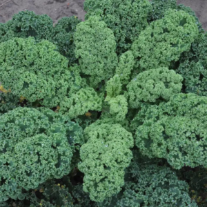 Premium Curly Kale Seeds – Nutrient-Rich Leafy Winter Superfood Vegetable