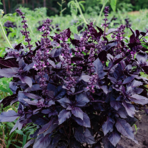Dark Opal Basil Plant Seeds – Fragrant Herb for Garden & Kitchen