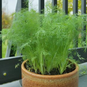 Dill Bush Anethum graveolens Seeds – Aromatic Herb for Kitchen Garden