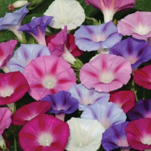 Morning Glory Early Call Creeper Seeds – Indoor & Outdoor Vine Climber