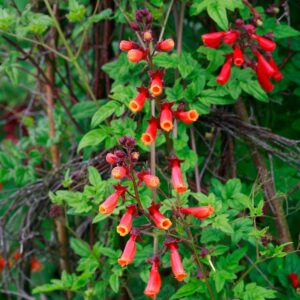 Eccremocarpus scaber Seeds – Orange Tube Flower Climber Creeper