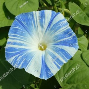 Morning Glory Flying Saucer Seeds – Decorative Creeper Plant