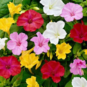 Mirabilis jalapa (Four O’Clock) Mix Color Flower Seeds –Summer Season Vibrant Garden Blooms