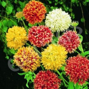 Gaillardia Spring Summer Blooms – Easy Grow Garden Flowers