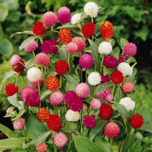 Gomphrena Seeds – Long Lasting Globe Flowers for Garden & Pots
