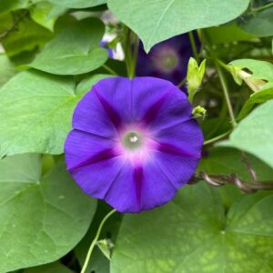 Grandpa Ott Seeds – Deep Purple Morning Glory Vine