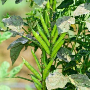 Guwar Bean Seeds – Cluster Beans for Home Gardening