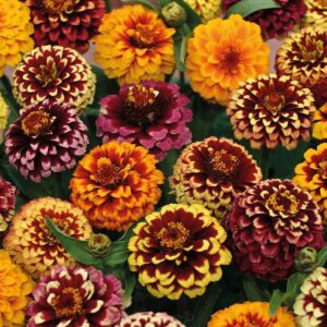 Zinnia Heegeana – Multi Color Flowers for Summer Gardening