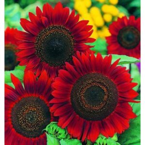 Garden Red Sunflower Seeds – Fast Growing Spring Summer Flowers