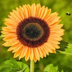 Large Yellow Sunflower Seeds – Easy to Grow & Fast Blooming