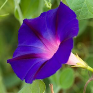 Morning Glory Ipomoea purpurea Creeper Seeds –  Decorative Vine Plant