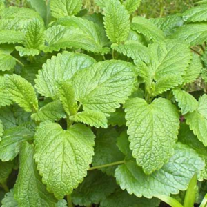Lemon Balm Herb – Tea & Medicinal Plant Seeds