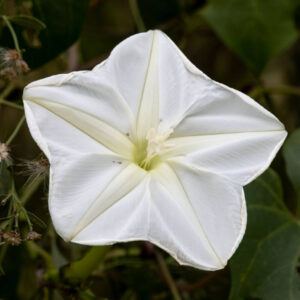 Moon Flower Creeper Vine Seeds – Fragrant Night Blooming Plant
