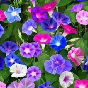 Morning Glory Arlequin Mix Seeds – Fast Growing Climbing Creeper Flowers