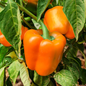 Orange Bell Pepper Capsicum Seeds – Shimla Mirch Easy Grow Vegetable for Pots