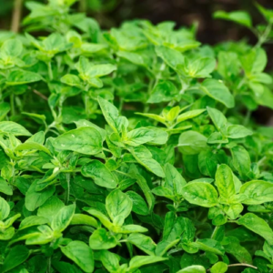 Oregano Plant Seeds – Fragrant Herb for Garden & Kitchen
