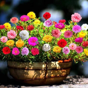 Premium Portulaca Spring Summer Seeds for Pots & Hanging Baskets