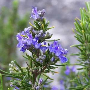 Rosemary Plant Seeds – Fragrant Herb for Garden & Kitchen