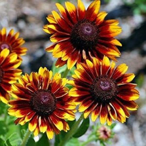 Rudbeckia Flower Seeds – Bright Summer Spring Garden Blooms