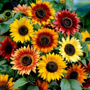 Sunflower Distinto Seeds – Unique Ornamental Spring Summer Variety