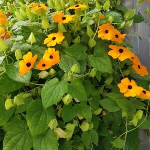 Black-Eyed Susan Vine Seeds – Yellow Orange Creeper Plant