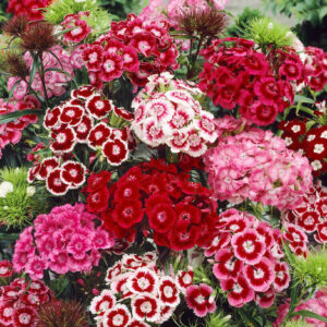 Sweet William Flower Seeds – Sweet Fragrant Winter Blooms