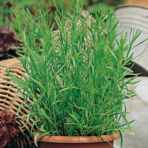 Tarragon Plant Seeds – Fragrant Herb for Garden & Kitchen