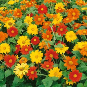 Tithonia (Mexican Sunflower) – Bright Orange Blooms for Garden & Home