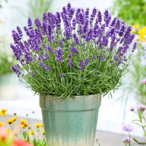 True Lavender Seeds – Aromatic Flowering Herb for Garden