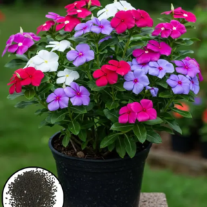 Vinca Sadabahar Mix – All Season Blooming Flowers for Garden & Pots