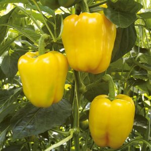Yellow Bell Pepper Capsicum Seeds – Shimla Mirch Easy Grow Vegetable for Pots