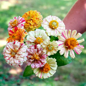 Zinnia Peppermint Mix – Eye-Catching Striped Flowers for Home Garden