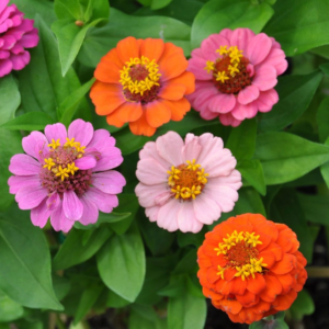 Zinnia Thumbelina – Miniature Colorful Flowers for Pots & Garden Beds