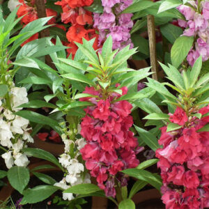 Balsam (Gulmehndi) – Bright Summer Flowers for Garden & Pots